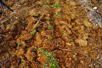 Agricultural field at the beginning of the season: ploughed light brown soil mixed with branches,...
