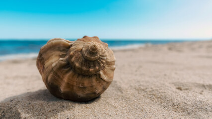 seashell on the sand of a resort beach without people in Egypt