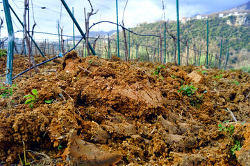 Digging a field used for growing grapes: a close-up photograph of wet, loosened soil with weed...