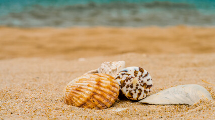 four different bright sea shells on yellow quartz sand against b