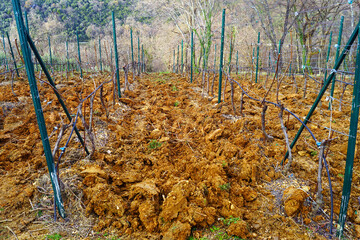 Visiting the Savina winery in the Montenegrin town of Herceg Novi in ​​winter: a landscape with...