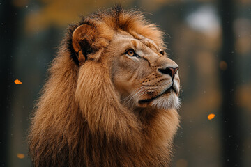 Fototapeta premium Majestic Male Lion Gazing Upwards In Autumn Woods