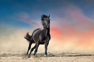 horse at sunset