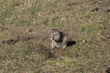 Gopher (Latin Spermophilus) is genus of rodents of squirrel family . Gopher stands on its hind legs...