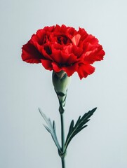 Single red carnation flower on a light gray background with a simple and elegant studio style