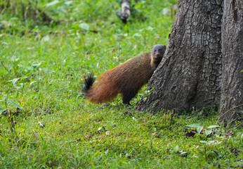 Stripe-necked mongoose