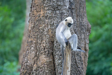 Obraz premium langoor