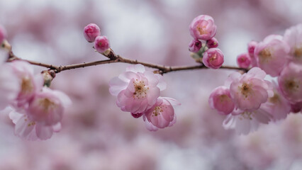 Cherry blossom branch with soft bokeh background