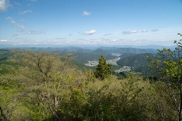 爽やかな新緑の森