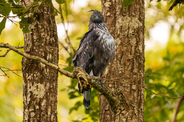 red tailed hawk