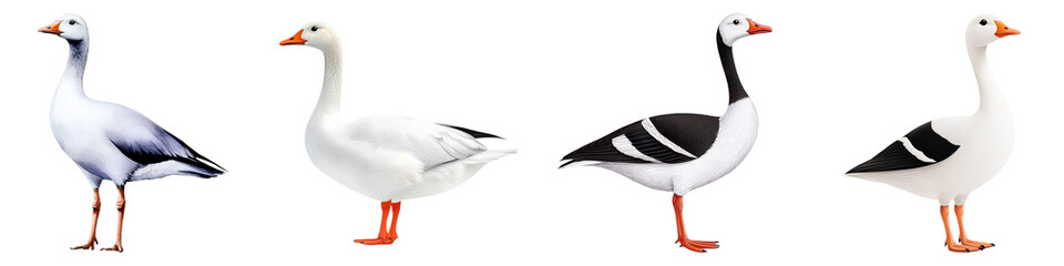 Cute farm and clipart concept. Four distinct geese in varying colors and patterns against a black background. on Transparent background.