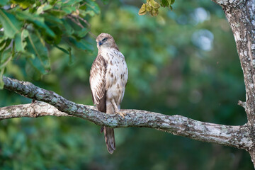 hawk on a branch