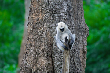 Obraz premium Langur