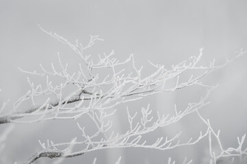 A Black And White Close-Up Of Frost-Covered Tree Branches With Delicate Ice Crystals Against A Soft, Blurred Sky Background