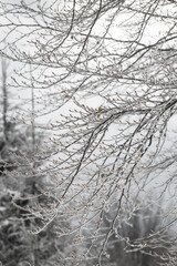 A Black And White Close-Up Of Frost-Covered Tree Branches With Delicate Ice Crystals Against A Soft, Blurred Winter Landscape Background