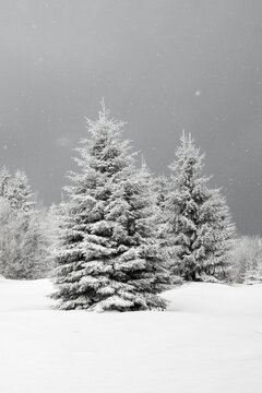A Black And White Winter Landscape Featuring Snow-Covered Evergreen Trees And A Dark, Overcast Sky In The Background With Falling Snowflakes