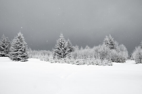 A Black And White Winter Landscape Featuring Snow-Covered Evergreen Trees And A Dark, Overcast Sky With Falling Snowflakes