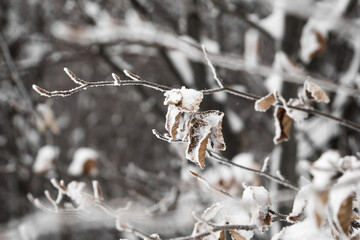A Close-Up Of Frost-Covered Tree Branches With Brown Leaves Covered With Snow With A Blurry Background