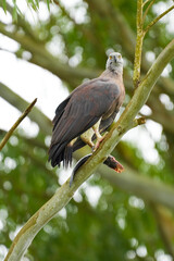 Grey-headed fish eagle