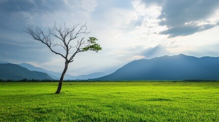 Obraz premium Lone tree standing in a vibrant green grass field under a clear blue sky