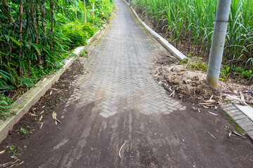 Paved Rural Path Surrounded by Lush Greenery - Emphasizing the Importance of Coexisting with Nature for Health