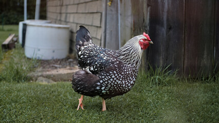 Whit speckled farm rooster profile. Red gizzard and fringe. Full body.
