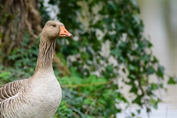 Grey Goose in Lush Greenery