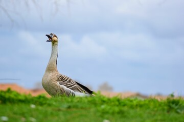Goose on green grass under cloudy sky
