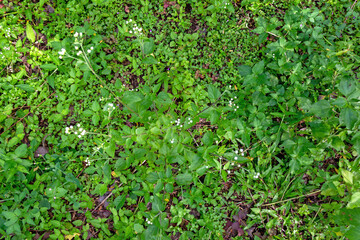 Top View of Fresh Green Grass – Natural Texture for Background and Design