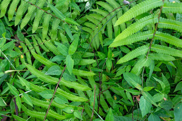 Fern Leaves Close-Up – Natural Green Foliage in High Detail