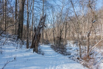 Walking in Nixon Park on a Cold Winter Afternoon, York County, Pennsylvania