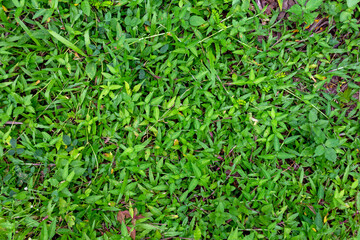 Fresh Green Grass – Natural Texture for Background and Design