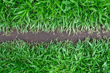 Top View of Green Grass Pathway – Natural Landscape with Lush Lawn