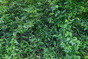 Green Leaves of Acalypha Siamensis - Ornamental Hedgerow Plant for Living Fences