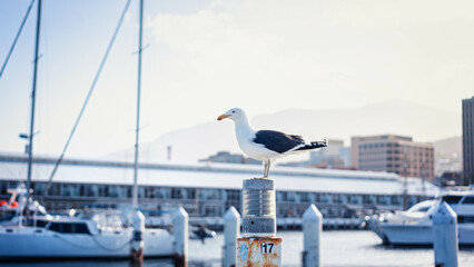 seagull on the pier