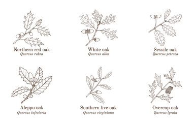Set of different oak branches. Hand drawn vector illustration