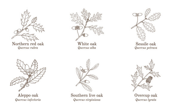 Set of different oak branches. Hand drawn vector illustration