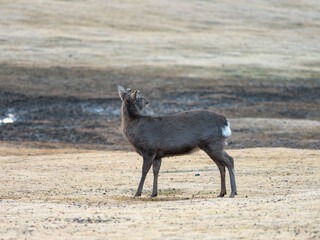 奈良公園飛火野の鹿