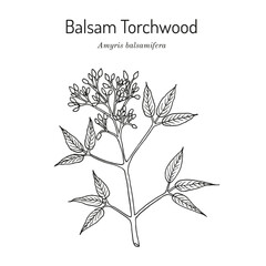 Balsam Torchwood (amyris balsamifera), medicinal plant. Hand drawn vector illustration