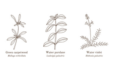 Collection of edible and medicinal plants