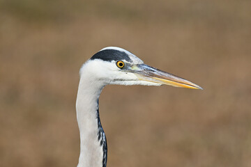 アオサギ gray heron
