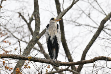 アオサギ gray heron