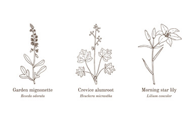 Collection of edible and medicinal plants