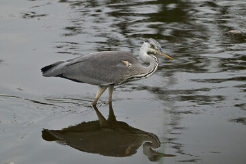 アオサギ gray heron