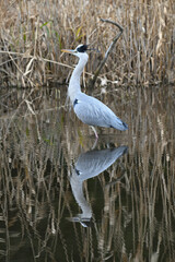 アオサギ gray heron