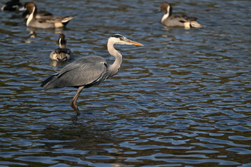 アオサギ gray heron