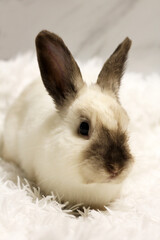 Domestic decorative rabbit beige color very close