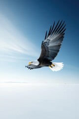 Fototapeta premium Majestic Eagle in Flight Against Blue Sky