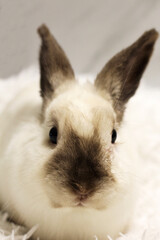 Domestic decorative rabbit beige color very close