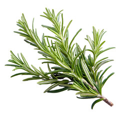 Fototapeta premium Rosemary Sprig: A vibrant rosemary sprig with delicate, needle-like leaves, ready to add a burst of flavor and aroma to your culinary creations.